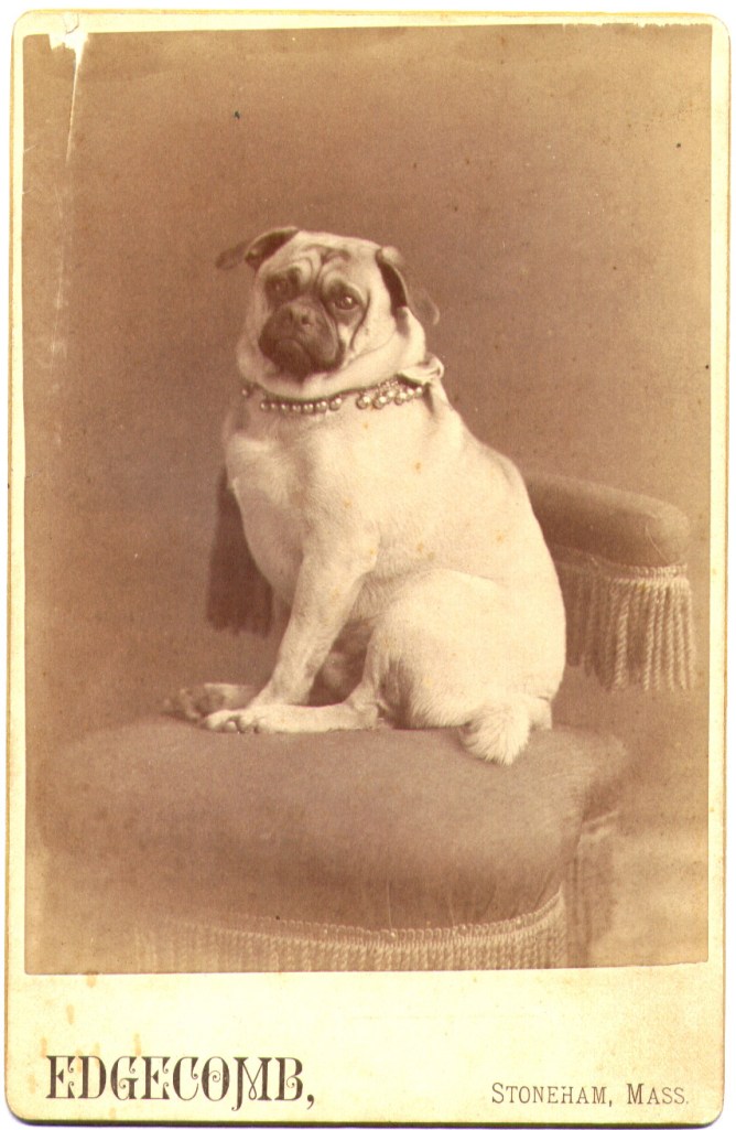 Portrait of an unidentified gentleman pug.  Cabinet card, ca. 1890. Edgecomb photography studio, Stoneham, Massachusetts. 