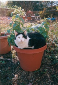 IMG pets blog_0001_NEW