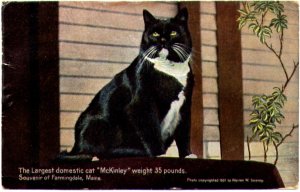 Largest Domestic Cat copy
