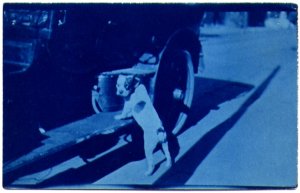 Dog with Front Paws on Automobile