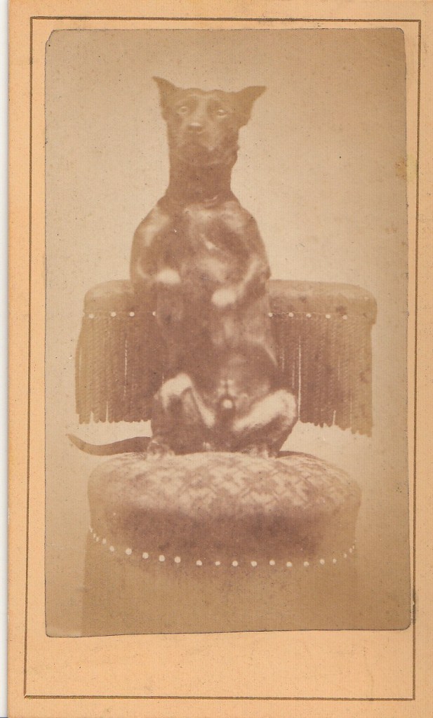 Portrait of a male dog sitting up. CDV, 1870s. Johnson, Photographer, Ashland, Ohio.
