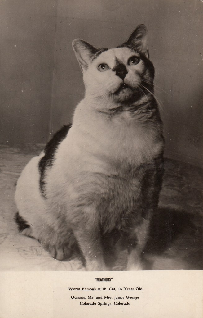 Fat cat pc 1952