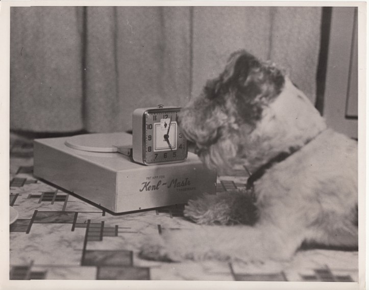 Kenl Mastr auto dog feeder