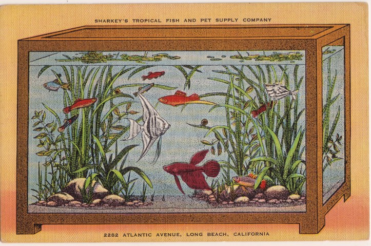 Pets Blog 30Apr2015_0002