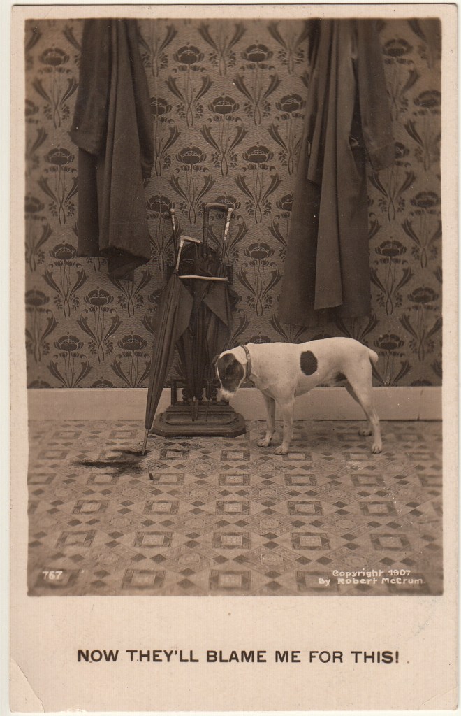 Pets Blog 1 July 15_0011 copy