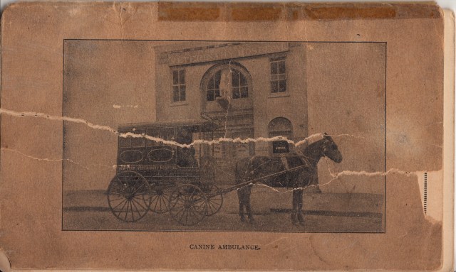 Photo De Presse Vintage - Animaux Et Vétérinaires - Tirage Argentique 18x24 Cm