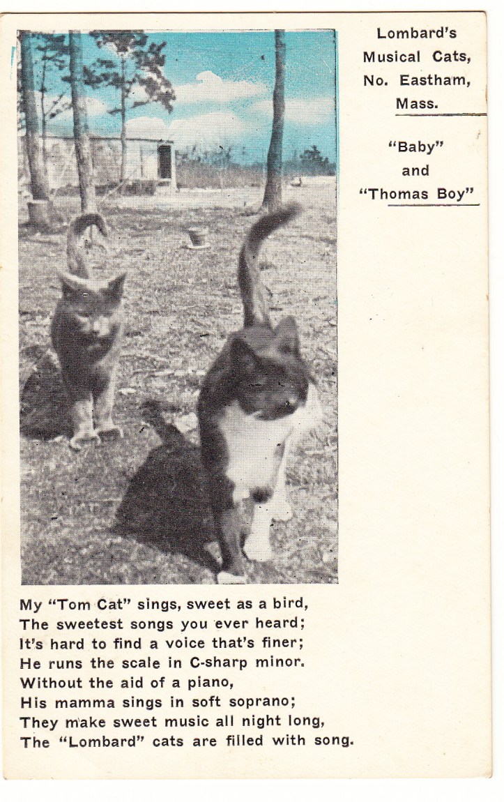 PC Lombard's Musical Cats