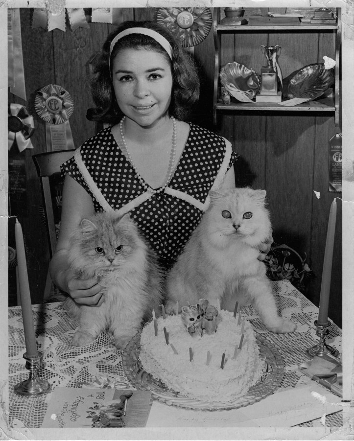 Persian cats birthday cake