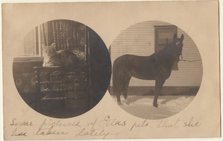 Pets Blog 22 March 2016_0016