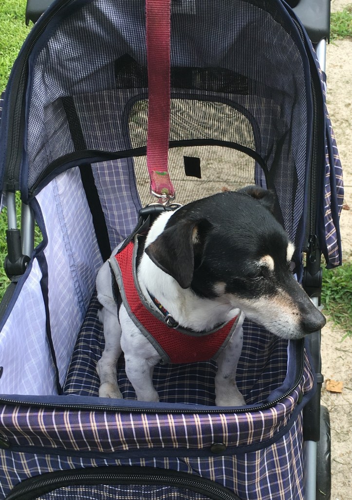 Stump in stroller closeup copy