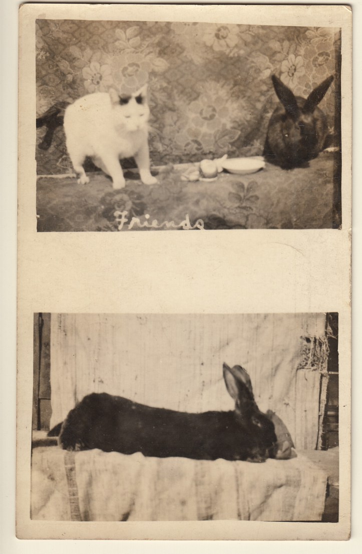 pets-blog-1-oct-2016_0004