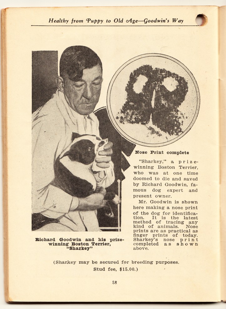 pets-blog-7-jan-2017-goodwin_0003