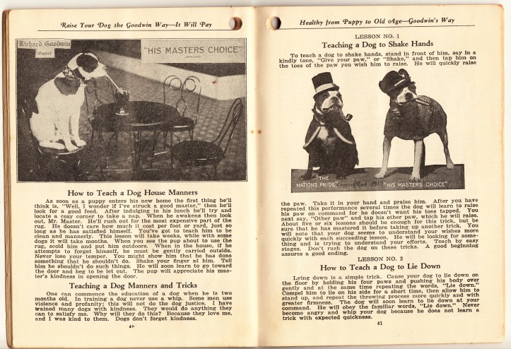 pets-blog-7-jan-2017-goodwin_0006