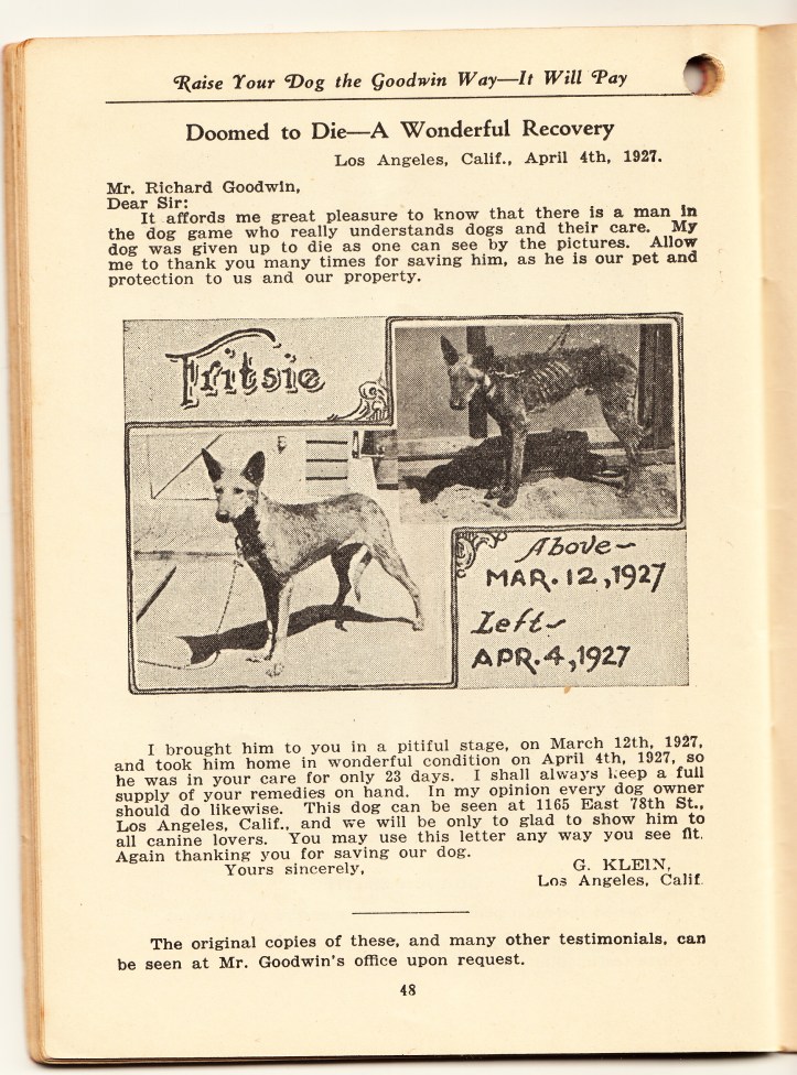 pets-blog-7-jan-2017-goodwin_0008