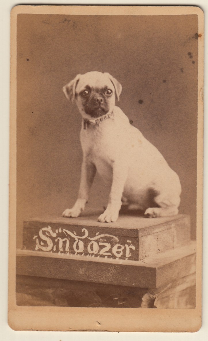 Snoozer cdv_0009