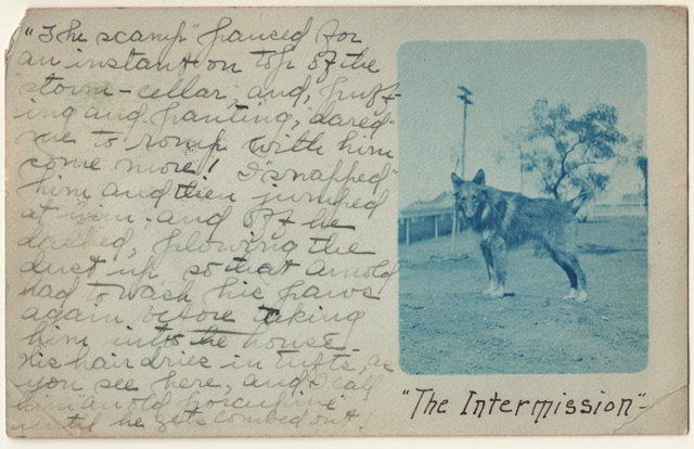 Pets Blog 15 Sept_0005