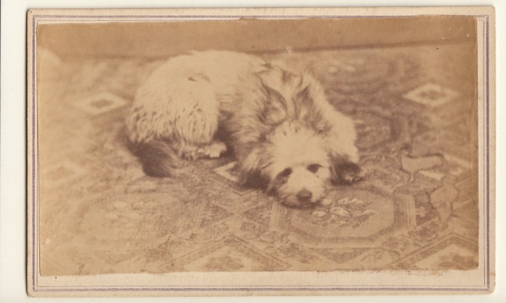 Pets Blog 08 Nov 2015_0006