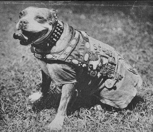 Sgt Stubby